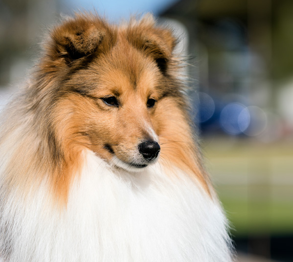 Pipoca — pet do caso