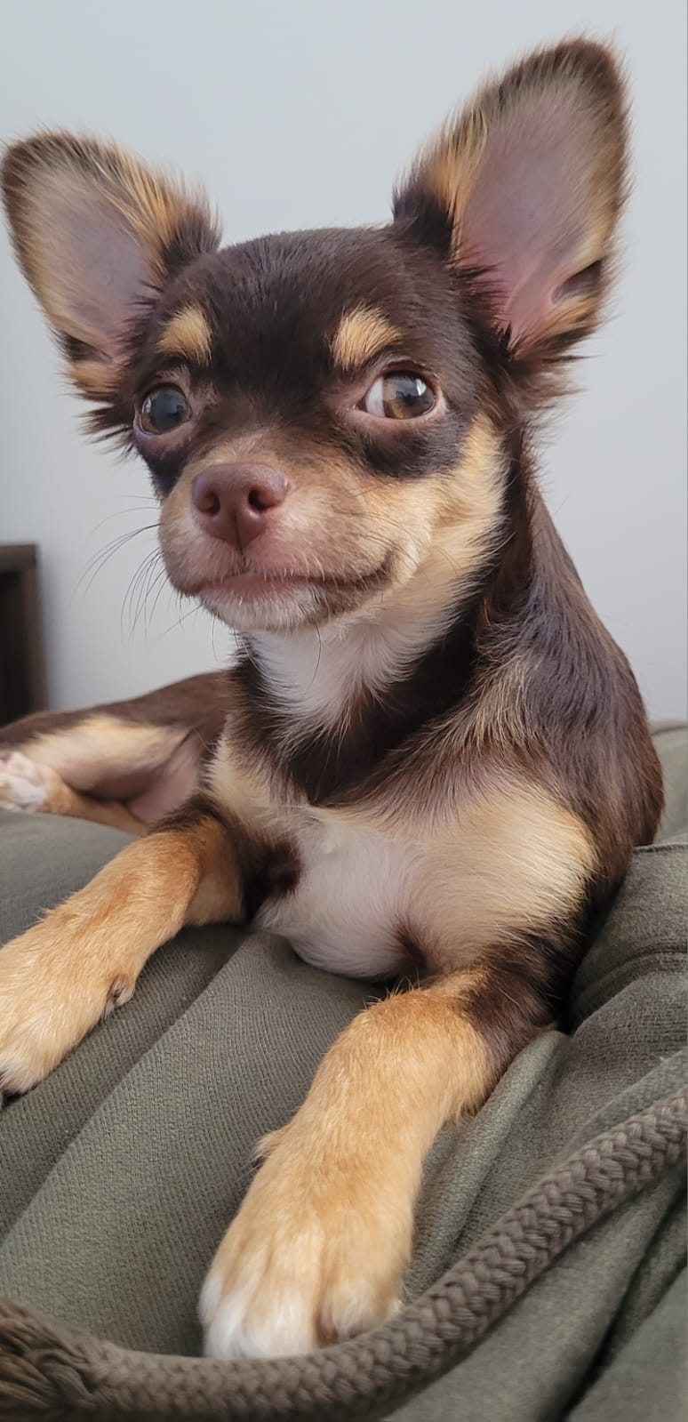 Mana — Chihuahua